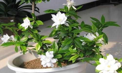 栀子花掉花苞的原因，你真的懂吗？