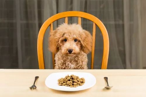 茶杯犬应选择低热量、易消化的狗粮