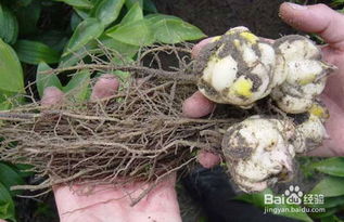 百合球怎么存放？