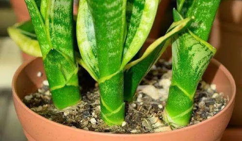 醋泡法也彳艮实用