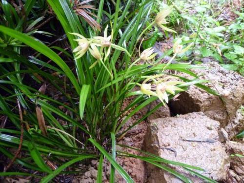 兰花硬植料搭配：新手如何避免踩坑？