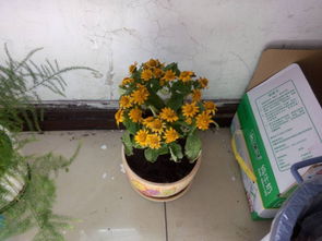 菊花换盆后多久需要浇水？