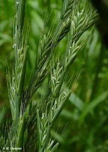 野燕麦：田间杂草