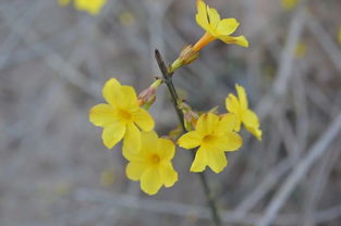 迎春花绽放，金黄似锦，春天里谁说它不是报春使者？