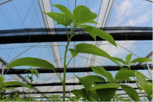 农药滥用，花椒落叶之谜