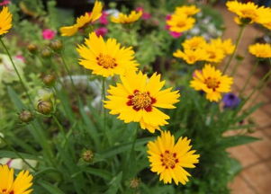 紫云英：土壤的“厨子”