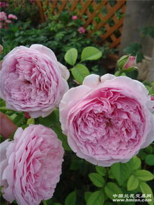 月季品种介绍大全