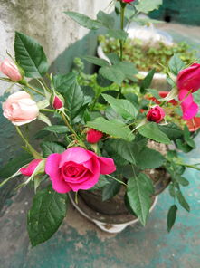 月季花：粉色诺言与粉红承诺，究竟有何不同？