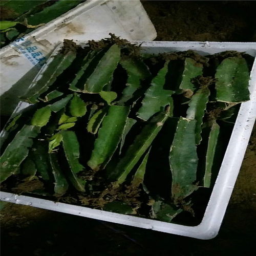 种苗种类， 多到你想不到