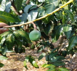 防治农药，还要注意交替使用