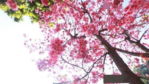 美人樱花语：春日绽放