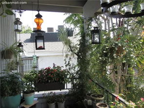 阳光房攀爬植物的选择