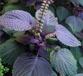 紫娇花虫害有哪些有效防治方法？如何科学合理地使用农药和生物防治手段