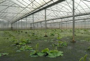 合肥成功试种大棚早熟莲藕，探索新型农业种植模式