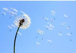 傍晚的蒲公英花儿