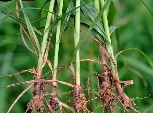 仙人掌的土壤和香附子的除草剂