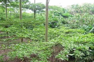 光照条件：小叶榄仁树需阳光充足