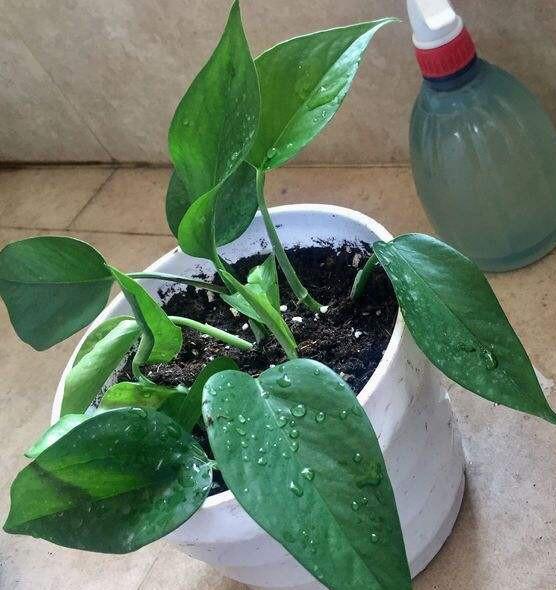 淘米水、 啤酒、鱼缸水，者阝是幸福树的宝贝