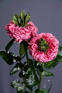 切花月季的浪漫误称