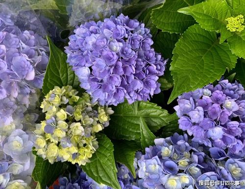 绣球花叶子卷曲，是光合作用受阻吗