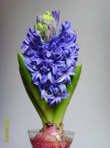 寻找北方的蓝色精灵：耐寒蓝色花种介绍