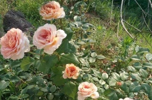 4. 现代月季分类