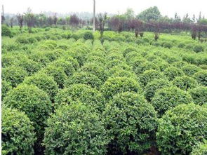 卫矛， 那些你不知道的事