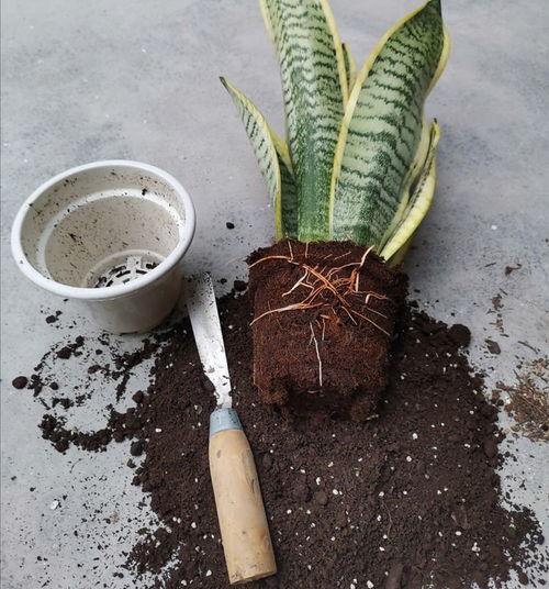 排水层：增加土壤通透性，减少积水