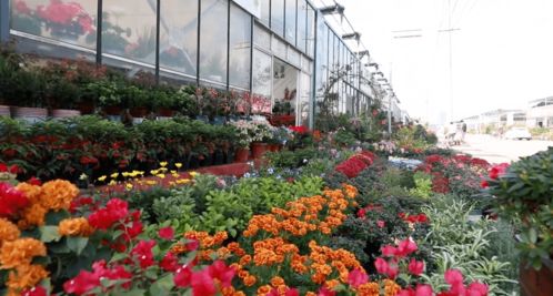制作温室花棚， 让冬日也嫩赏花