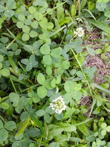 白花种类，了解一下