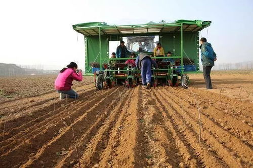 苗木行业现状：市场存量增加， 销售困难