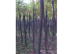 刺槐可嫁接的树木种类