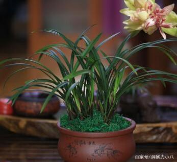 白色兰花如何养护才能绽放？