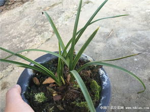 根伤与断根的防范