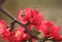 海棠品种繁多，成爆款花卉，品种数超百种！