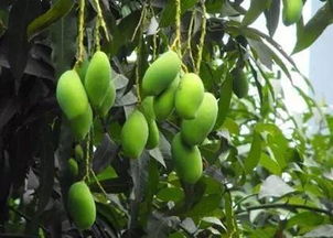 绿化芒果树，Neng不Neng吃？