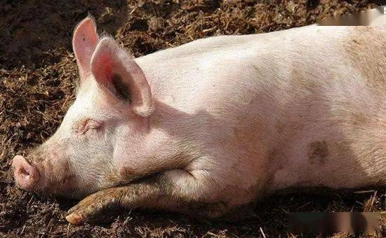 猪干咳和呼吸道疾病如何有效治疗，快速恢复健康