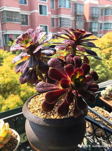 法师多肉，修剪技巧大揭秘！