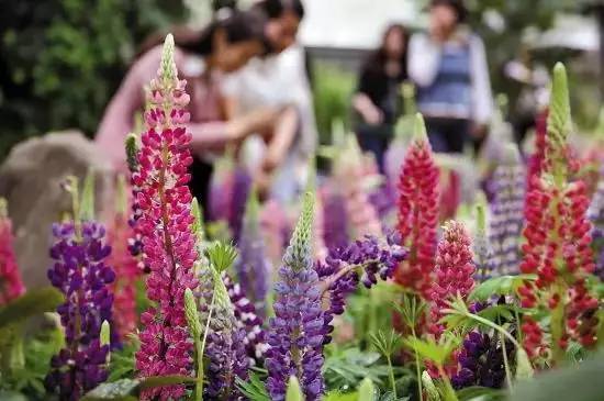 红花草本雨季如何避免烂根？