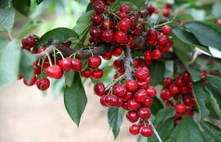 采果后病虫害防治