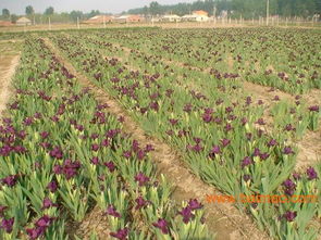 浇水灌溉，讲究技巧