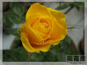 月季花， 美丽的花园小精灵