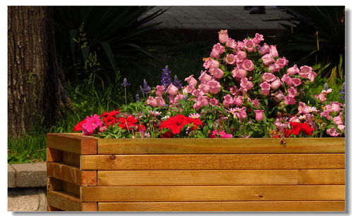 路边的绿化花卉品种，真是数不胜数