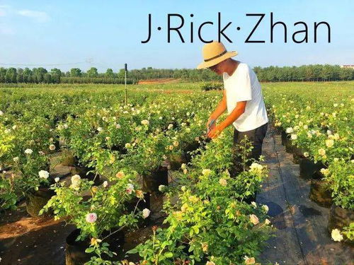 月季在芜湖的适应性