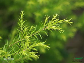 探寻千层金之美的视觉之旅