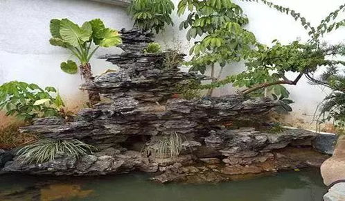 假山配松柏植物好看吗？这几个品种绝了