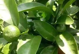 花生膨果期的重要性