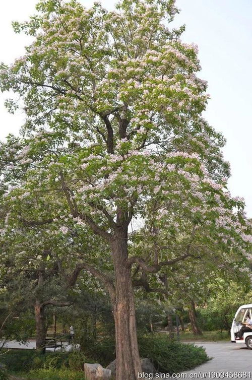 梓树：庭院绿化中的常客