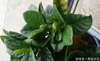 栀子花扦插生根后打花苞阶段如何养护才能保证花朵盛开