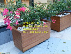 喜阴植物：独特的植物